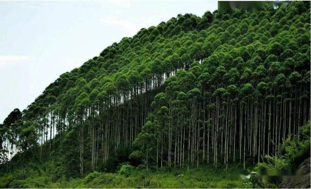 对桉树不能一禁了之，规范、科学种植才是广西桉树的出路