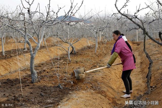 果树如何管理，才能更好的促根、壮根、护根、养根？