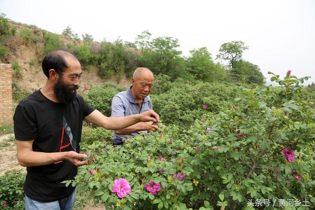 45岁“大胡子”奋斗十年种植百亩玫瑰花，收获时节犹如龙口夺食