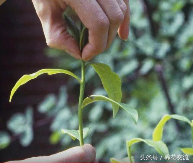 在阳台上用花盆种辣椒，掌握10个步骤就能不断收获