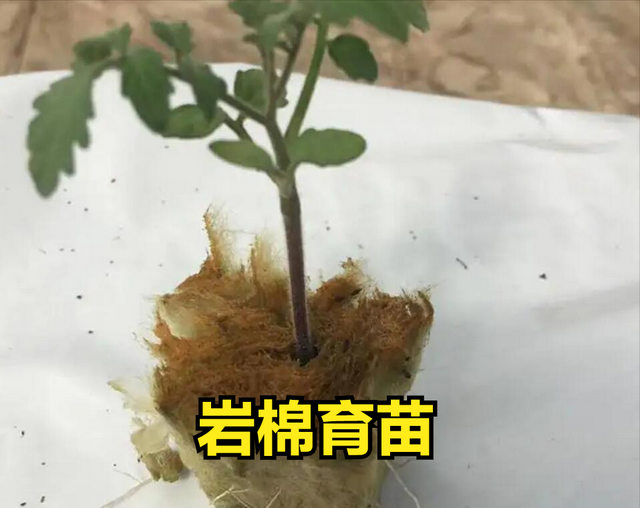 无土栽培西红柿，这8项技术标准一定要懂，是成功与否的关键