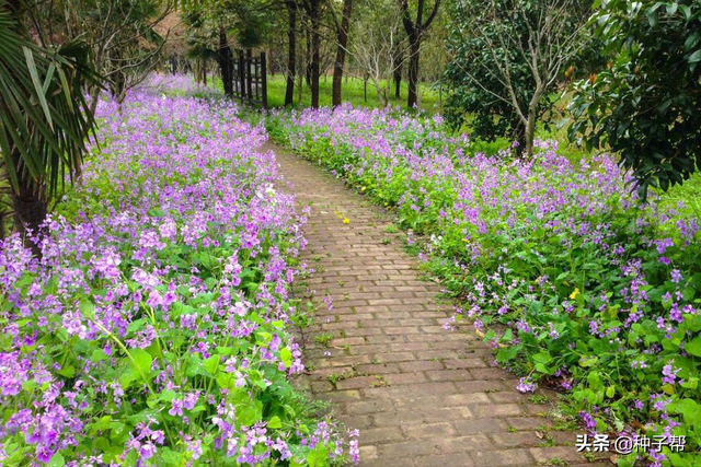 二月兰种植技术，作花海建设，绿肥种植，冬季不怕寒，开花还又早