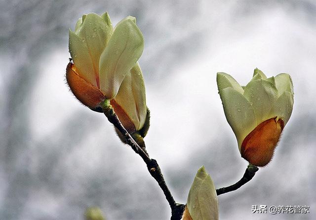 探寻罕见的黄玉兰，花开金黄，遇见吉祥