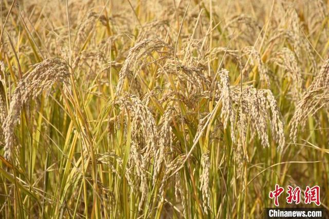 盐碱地变“粮仓”新疆岳普湖县海水稻种植获突破