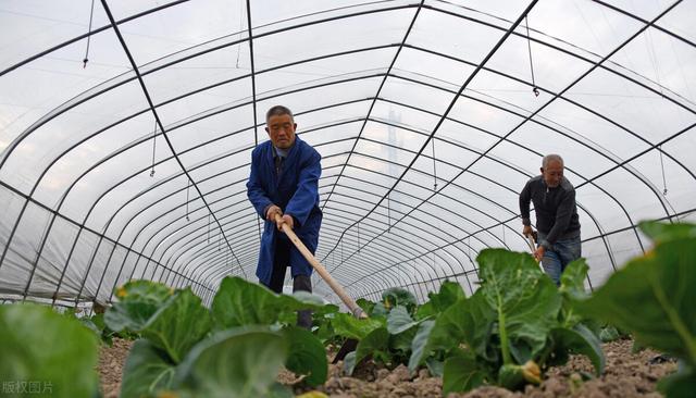 农民种植学会自制生物菌肥，省钱又增产，方法全部分享给你