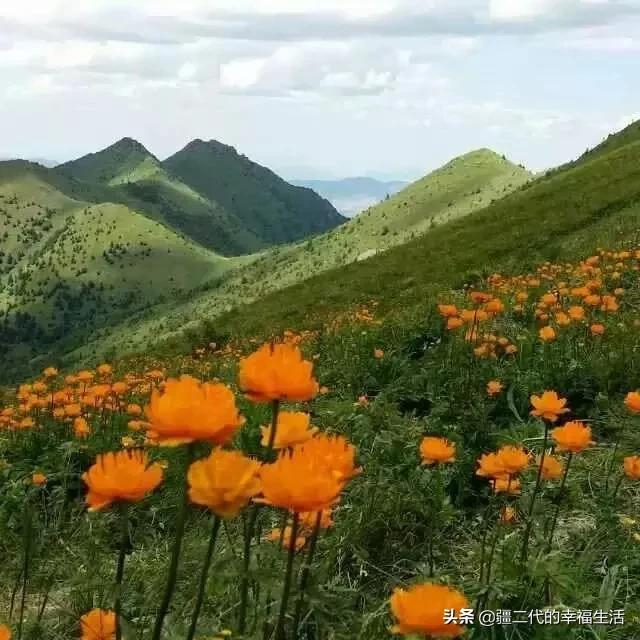 中药材金莲花可以种植吗？