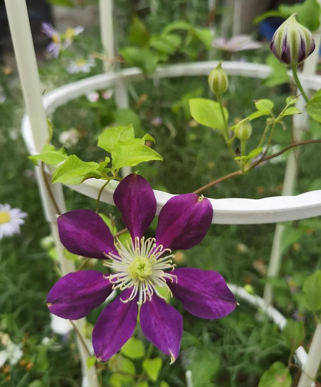 我的花草日记——看图写画，记录院子里皮实靠自播繁殖的花花草草