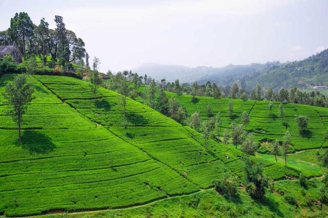 斯里兰卡：最大的茶叶生产国之一，茶叶种植业对当地的经济影响