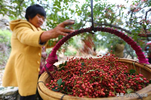 简单学会这几招，种壳厚、出芽难的花椒栽种不犯愁！