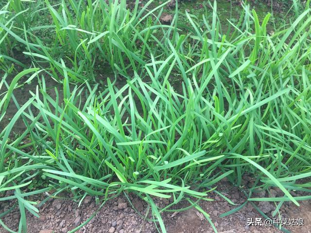 要想种好韭菜，从韭菜根开始说起，原来有些种植方法是错的