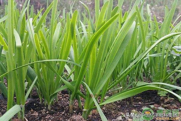 冬季韭菜大棚种植方法介绍，想了解的看看