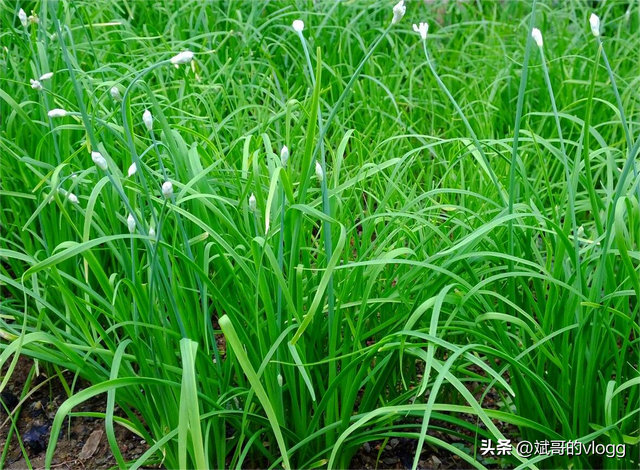 韭菜种植技巧：选好品种、科学施肥、适时灌溉、及时除草。