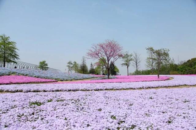 4000平方米丛生福禄考盛开，红色水青色粉色宛若流淌的花海