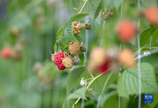 宁夏贺兰：种植红树莓 助力乡村振兴