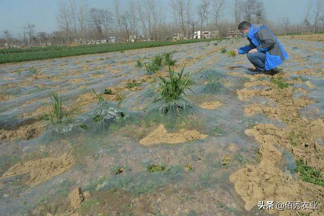 种植中药材白芷，除草是难题，人工除草成本高，该如何解决？