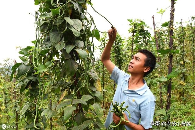 八九月份秋豆角种植正当时，用好这9招，豆角一茬一茬收不完