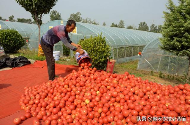 大棚如何种出高产优质的西红柿？种植管理上应当注意这几点