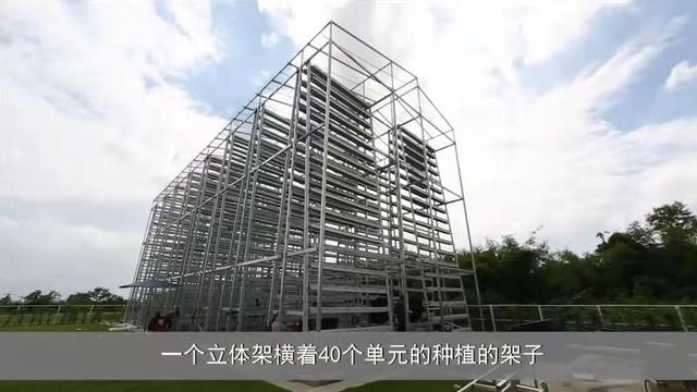 新加坡城市农场5平米一年种出38000棵蔬菜，独特立体栽培，想建吗