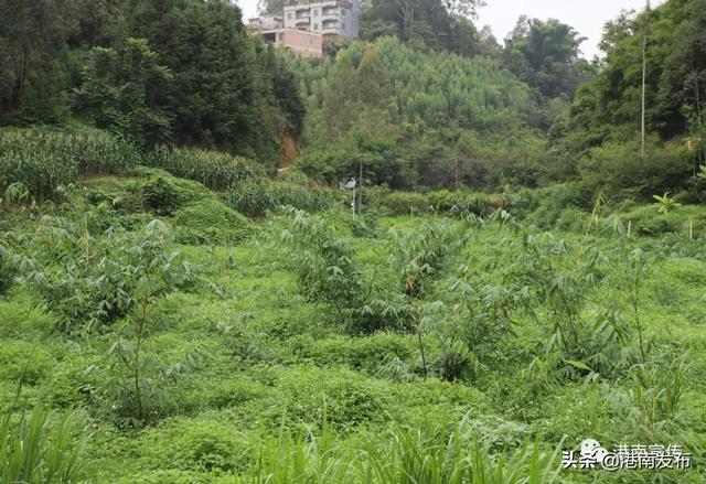 港南区瓦塘镇：甜笋种植打造扶贫阳光产业