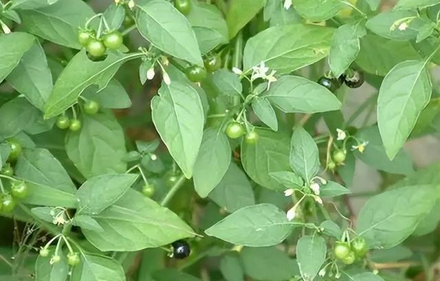 果子有小毒，儿时却当零食吃，其实嫩叶也是宝，俗称“白花菜”