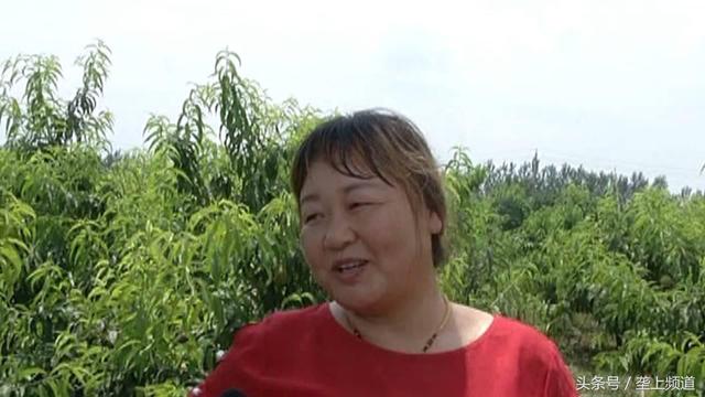 女汉子种黄桃变“金桃”，一亩纯赚6000块，种植从200亩增到800亩