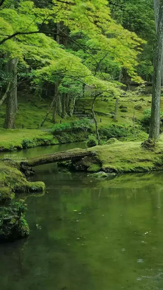 文人喜爱的苔藓，卑微却有力，盆景苔藓应该怎么养？