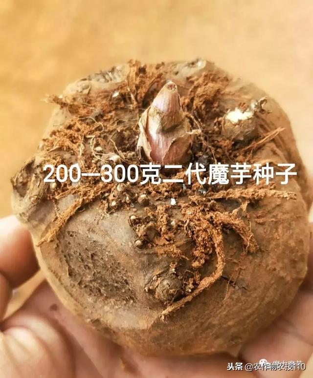 种植魔芋需要的生产资料