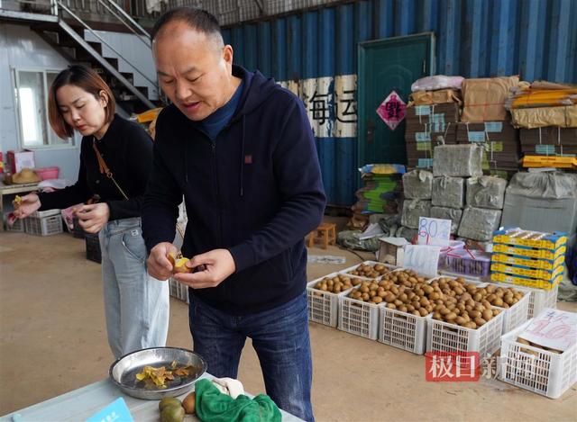 荆楚沃土孕育“奇异黄金果”，湖北猕猴桃飘香海内外唱主角