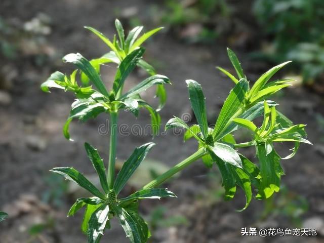 蛇类最讨厌的植物，轻松驱蛇，再不用依赖雄黄！