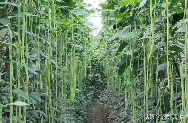 种植芸豆、四季豆、豇豆等豆角，几个小技巧，一茬茬连续结荚