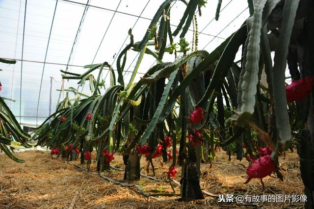 完整的火龙果管理栽培技术，五个要点掌握好了，高产高效大丰收