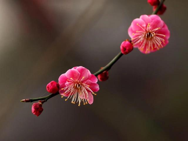 骨里红梅：一身傲骨，两袖清风