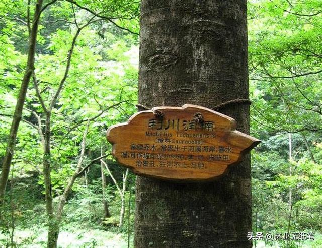 楠木系列知识介绍之五——楠木人工造林及发展建议