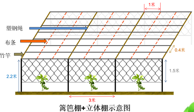 百香果高产技术｜搭架方式有哪些？各有什么优缺点？一起来看看