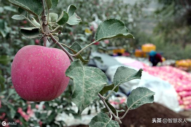 种植苹果树学会这2招，结的苹果不偏斜卖价高，个个80以上