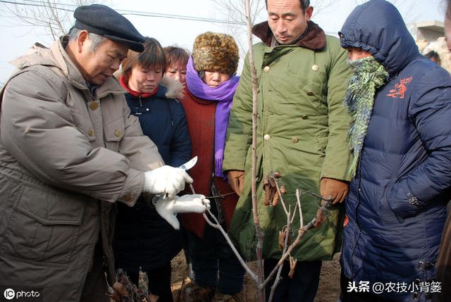 果树根部长肿瘤，是什么原因造成的？有哪些危害？如何才能防治？