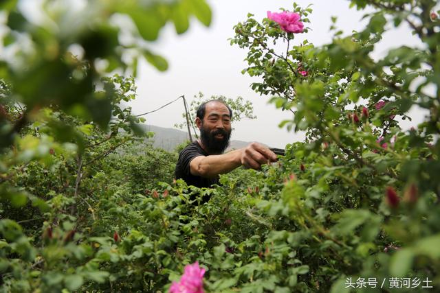 45岁“大胡子”奋斗十年种植百亩玫瑰花，收获时节犹如龙口夺食