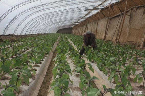 全国设施蔬菜种植面积前六名，榜上的最后一种，还真有点没想到