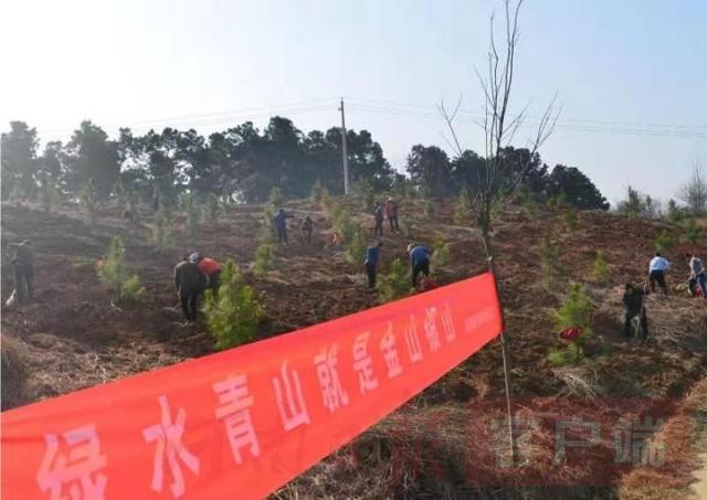 请来“土专家”，学种“摇钱树”罗山县找对“路子”种油茶谋振兴