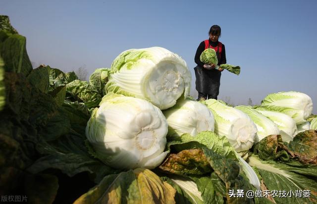 种植大白菜抓好这几个阶段的浇水与控水，前期长势好、后期产量高