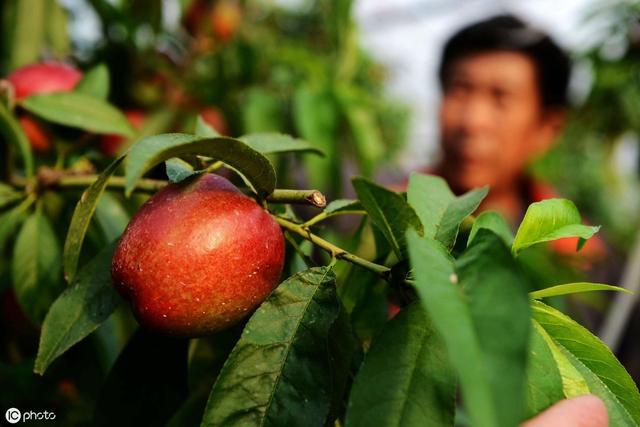 油桃怎么种植过程中需要注意什么？与您分享油桃种植经验