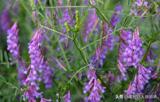 种植桃树合理安排施肥，同时进行种草，对于提升品质有帮助