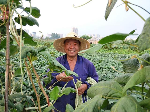 秋豆角种植时间马上到，这样种植管理，想不高产都难