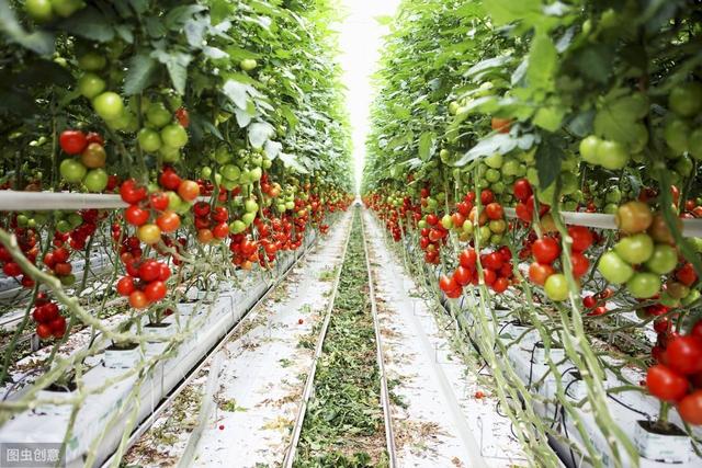 这四种大棚种植挺成功，如果你想在农村搞点事情，可以借鉴一下