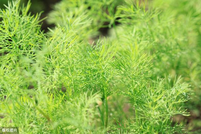 新疆北疆地区的朋友们，告诉你小茴香滴灌高产栽培技术