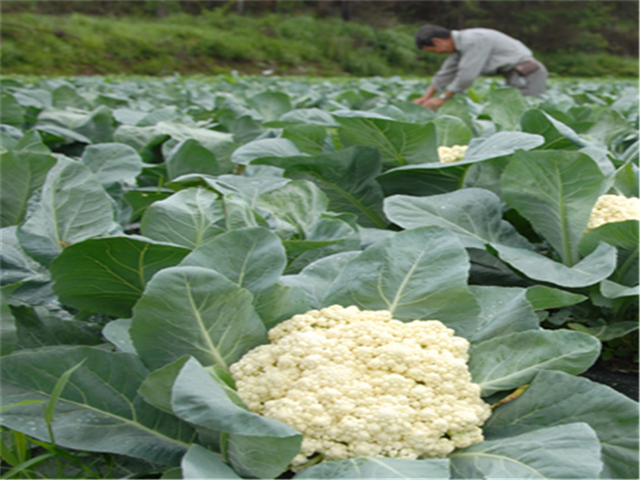 菜花如何种植呢，什么时候种植，种植时间怎样选择?