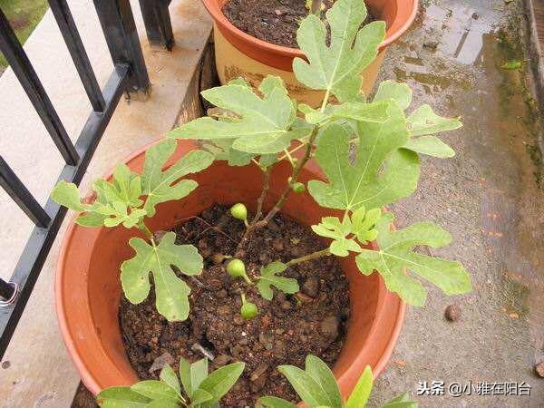 种植无花果，只要知道这一技巧，一个枝条种一棵，发芽长根结满果