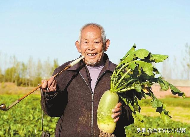 秋季萝卜种植正当时，萝卜这样种植个头大、产量高，不烂根不糠心