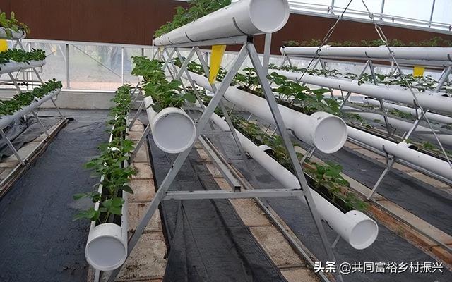 4大现代农业种植模式，13种栽培方式，你用的是哪种？