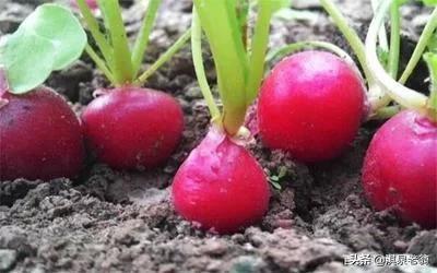 露地种植水萝卜应注意几个问题